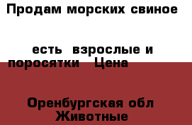 Продам морских свиное ( есть. взрослые и поросятки › Цена ­ 500-750 - Оренбургская обл. Животные и растения » Грызуны и Рептилии   